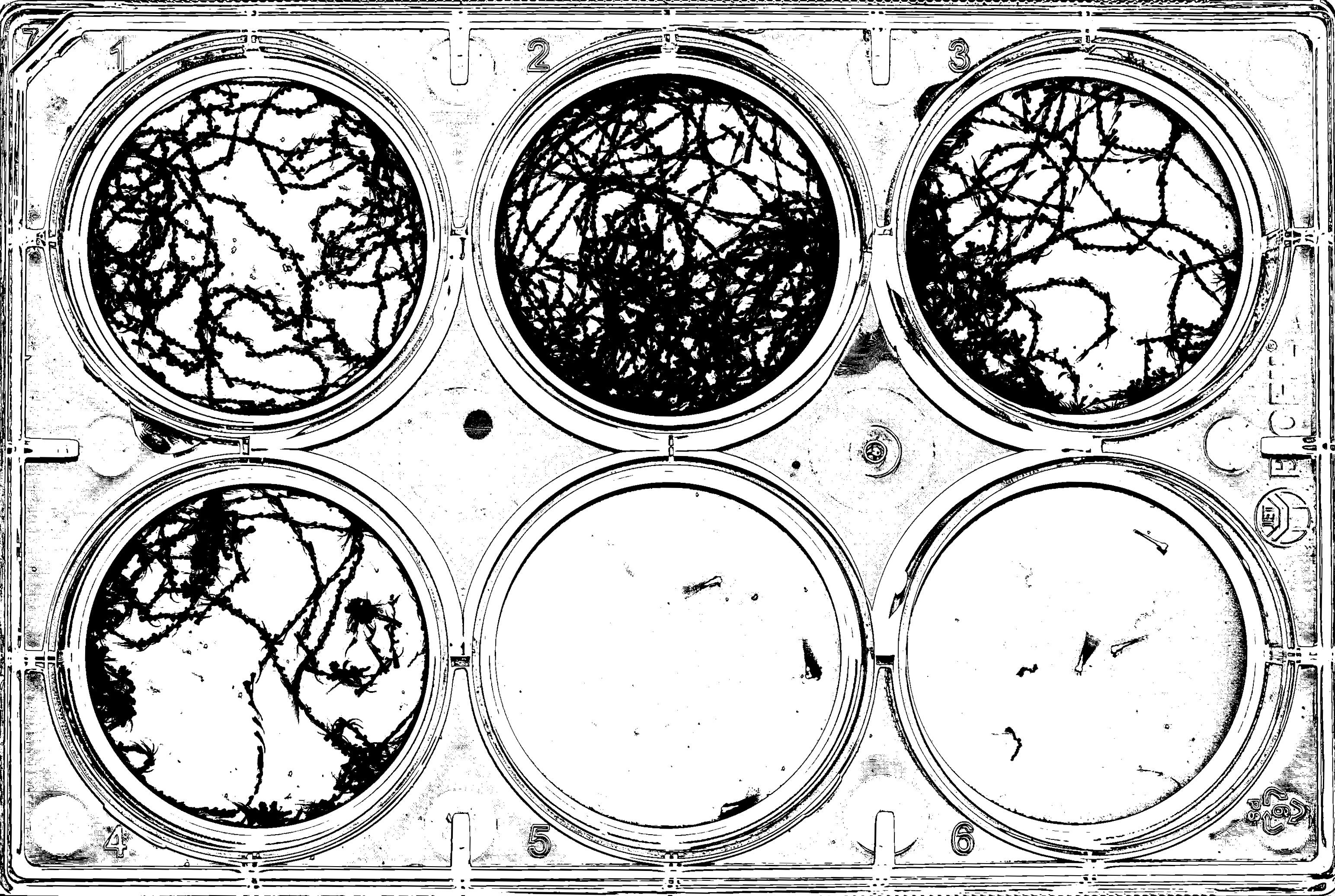 Expected output image